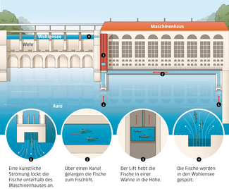 Die Illustration zeigt, wie der Fischlift funktioniert.
