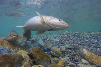 Poisson