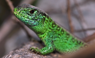 Eine männliche Zauneidechse mit ihren typisch leuchtend grünen Flanken und der grünen Kehle.