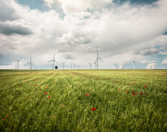 Wind turbines in a wheat field with poppies
