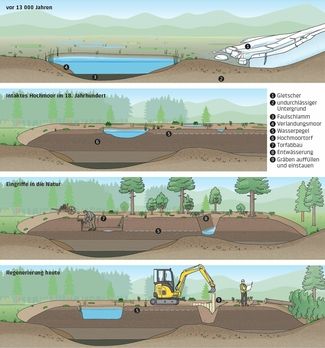 [Translate to Französisch (CH):] Illustratotion: Entstehung und Regeneration eines Hochmoores in vier Phasen
