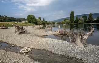 La nouvelle rive avec des rhizomes